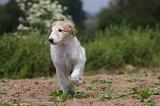 BARZOI 087